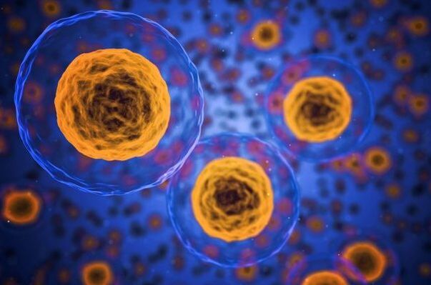 Como ocorre o proceso de perda de peso